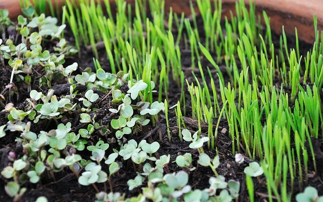 Grow microgreens
